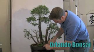 How to Bonsai  Preparing for Show Display or Exhibit [upl. by Ehcadroj]