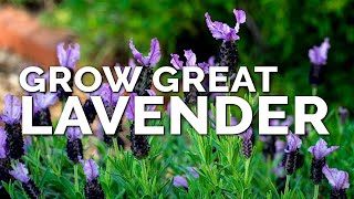 5 Tips to Grow Perfect Lavender [upl. by Ttoile]