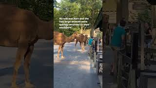 Watch Two loose camels trot through Cedar Point Shorts [upl. by Wald790]