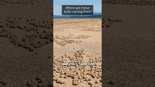 Whats Behind the Mysterious Tiny Sand Balls🤔 [upl. by Weiser]