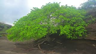 Árbol de la muerte Hippomane Mancinella [upl. by Ryle]