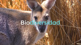 BIODIVERSIDAD EN 5 MINUTOS 🌳🌿🐻 CONCEPTO CARACTERÍSTICAS IMPORTANCIA Y FACTORES DE RIESGO [upl. by Sothena]