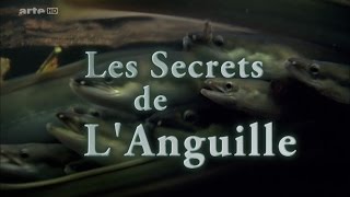 Les Secrets De LAnguille HD [upl. by Atalayah467]