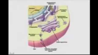 BIO5453CellOrganellesandTheCellasaproteinfactory [upl. by Clapper844]