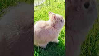 How cute is this Netherland Dwarf rabbit [upl. by Comethuauc]