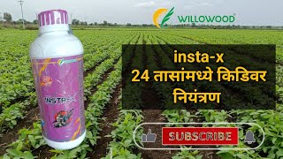 insta  x insecticide Willowood chemical [upl. by Atnaloj]