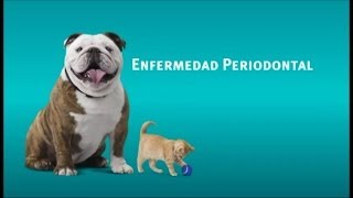 Que es y como tratar la enfermedad periodontal en tu mascota [upl. by Rovaert644]