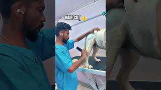 My dog grooming labrador hair cutting dogs shorts dogs viral [upl. by Akissej347]