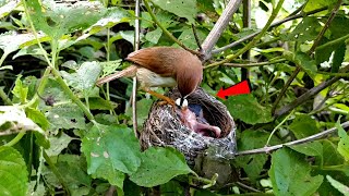 Baby yellow eyed babbler bird was starting to mess up the nest BirdsofNature107 [upl. by Ecyor]