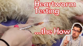 How to Draw Blood for a Heartworm test [upl. by Nebe]