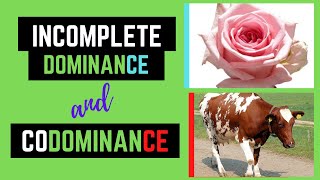 Incomplete Dominance and Codominance Non Mendelian Genetics [upl. by Hartzke]