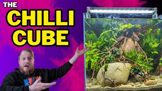 New FISH ROOM scape simple CHILLI RASBORA amp EPIPHYTES How To Step By Step Guide Planted Tank [upl. by Auohs]