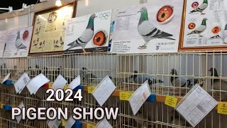 Expo Houten Pigeon Show Holland Racing Pigeon [upl. by Yeslrahc]