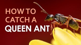 How To Catch A Queen Ant [upl. by Garnes]