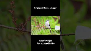 🐦 Blackwinged FlycatcherShrike at Panti Bird Sanctuary in Malaysia [upl. by Enilorac]