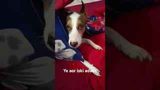 Mera 🐕 dog tabaki jesa he dekhlosorts siya [upl. by Jordanna834]