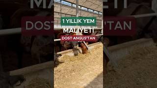 Dost Angustan 1 Yıllık Yem Desteği  Part 1 dostmezat dostangus angus angusçiftliği [upl. by Atina581]