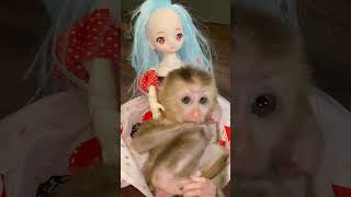 cuteanimal monkey babymonky animal babyanimal cuteanimal [upl. by Klarika98]