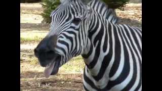 Zebra at Zoo [upl. by Godliman]