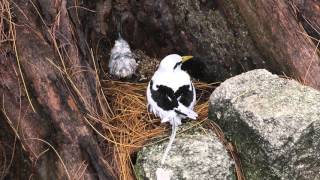 Whitetailed Tropicbirds Seychelles [upl. by Bridge515]