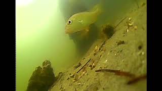 Awesome New Underwater Camera… LuckyLaker [upl. by Dielle560]