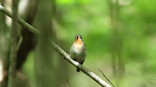 Mindre Flugsnappare Ficedula Parva Redbreasted Flycatcher [upl. by Isabelle156]