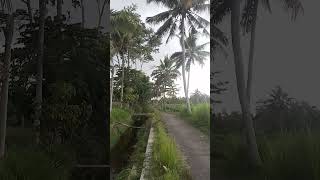 Pohon kelapa di pinggir sawahshort [upl. by Claudian]