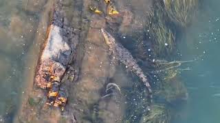 Croc Spotting near at the Spectacular Diversion Dam Kununurra [upl. by Grimbald]