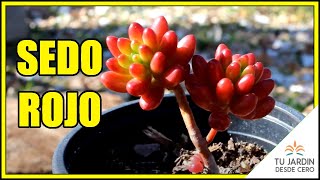 ðŸ”´ CUIDADOS Y PROPAGACIÃ“N del Sedo rojo ðŸŒµ Sedum rubrotinctum ðŸ”† [upl. by Suaeddaht]