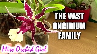 About Oncidium intergeneric Orchids Cambria Orchids [upl. by Neetsuj]