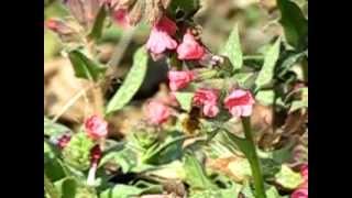 Bombylius major on Pulmonaria flowers [upl. by Egbert]