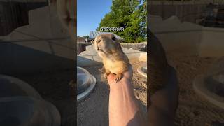 Best Prairie Dog Noises animals animalsofyoutube coolanimals [upl. by Adiasteb911]