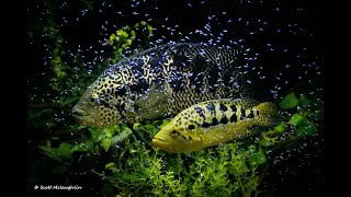 Cichlids of the Central American Lakes [upl. by Sicard426]