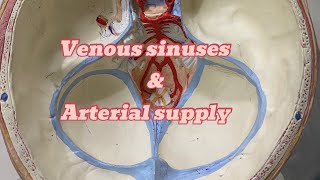 Dural venous sinuses and blood supply  neuroanatomy  ospe [upl. by Einahpad]