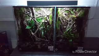 Crested gecko Leachie gecko natural enclosure [upl. by Enrichetta]