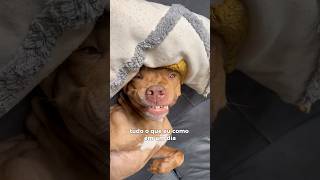 BOLO DE CENOURA COM COBERTURA DE CHOCOLATE 🤌🏻 pitbull cachorros alimentação rotinapet asmr [upl. by Hairehcaz]