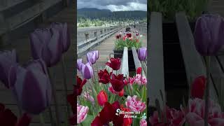 Floral Boardwalk A Stroll Among Vibrant Tulips bloomathome flowers flowerpower [upl. by Caves]