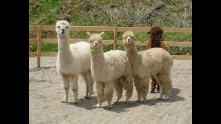 かわいい動物 帽子好きなアルパカ Cute Animals Hatloving alpacas [upl. by Topper]