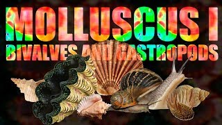 Mollusca I  Bivalves and Gastropods [upl. by Aiyotal564]