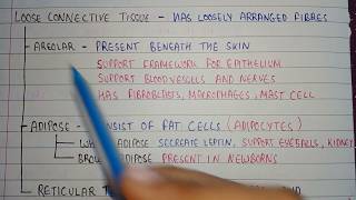 Loose connective tissues  areolar tissue location  adipose tissue location  reticular tissues [upl. by Ahseram500]