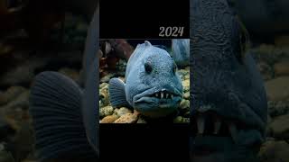 2024 wolffish and 5000bce wolffish  Past animals shorts Trend trend new evolution today [upl. by Torhert]