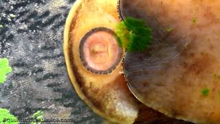 Nerite Snails Ferociously Eating Algae [upl. by Schultz]