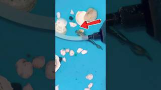 Kali muskan ne bache dediye hai  molly fish giving birth petsvlog aquarium mollyfish ytviral [upl. by Danelle671]