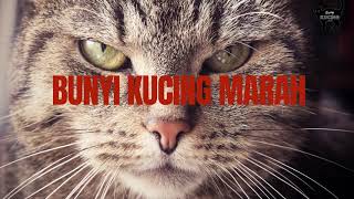 BUNYI KUCING MARAH SOUND EFFECT [upl. by Hepza]