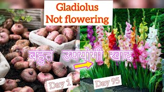 Gladiolus not flowering gardening flowers winterflower vlogsindia [upl. by Featherstone]