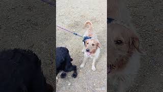 Heacham Beacham with doggies 🐶🐾⛱️❤️ shorts dogs Heacham [upl. by Ahsenid]