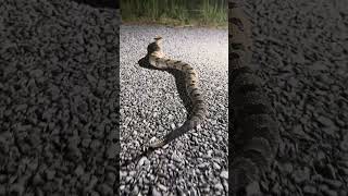 Canebrake rattlesnake [upl. by Ettennil61]