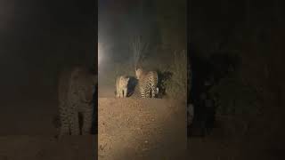 Leopards in the Night Two Stealthy Predators Caught on the Road [upl. by Barbaraanne]