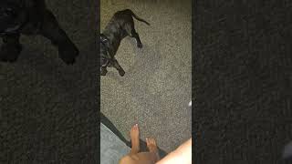 Baby Zorro training theprocess puppy youtubeshorts [upl. by Nate278]