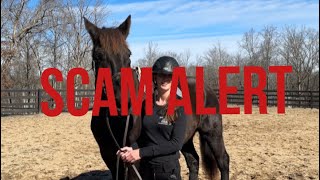 Confronting the person who’s been stealing our horses and scamming people [upl. by Asseniv]